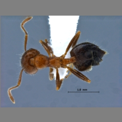 Crematogaster subdentata Mayr, 1877 dorsal