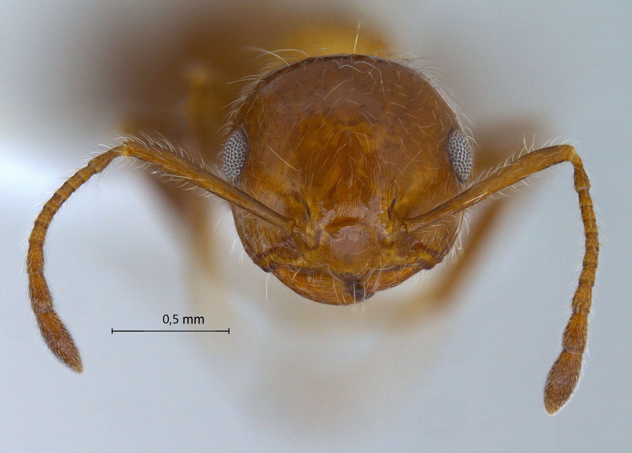 Foto Crematogaster subdentata Mayr, 1877 frontal