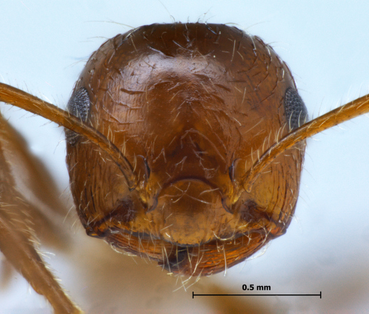 Crematogaster subdentata Mayr, 1877 frontal