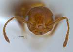 Crematogaster subdentata Mayr, 1877 frontal