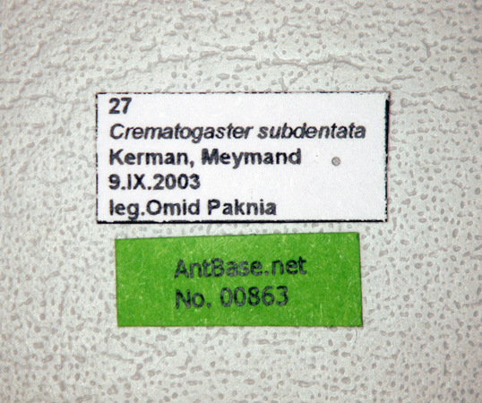 Foto Crematogaster subdentata Mayr, 1877 Label