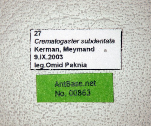 Crematogaster subdentata Mayr, 1877 Label