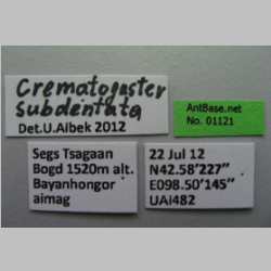 Crematogaster subdentata Mayr, 1877 Label