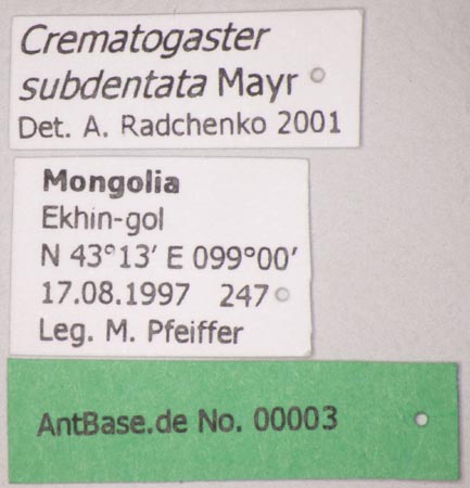 Foto Crematogaster subdentata Mayr, 1877 Label