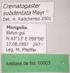 Crematogaster subdentata Mayr, 1877 Label