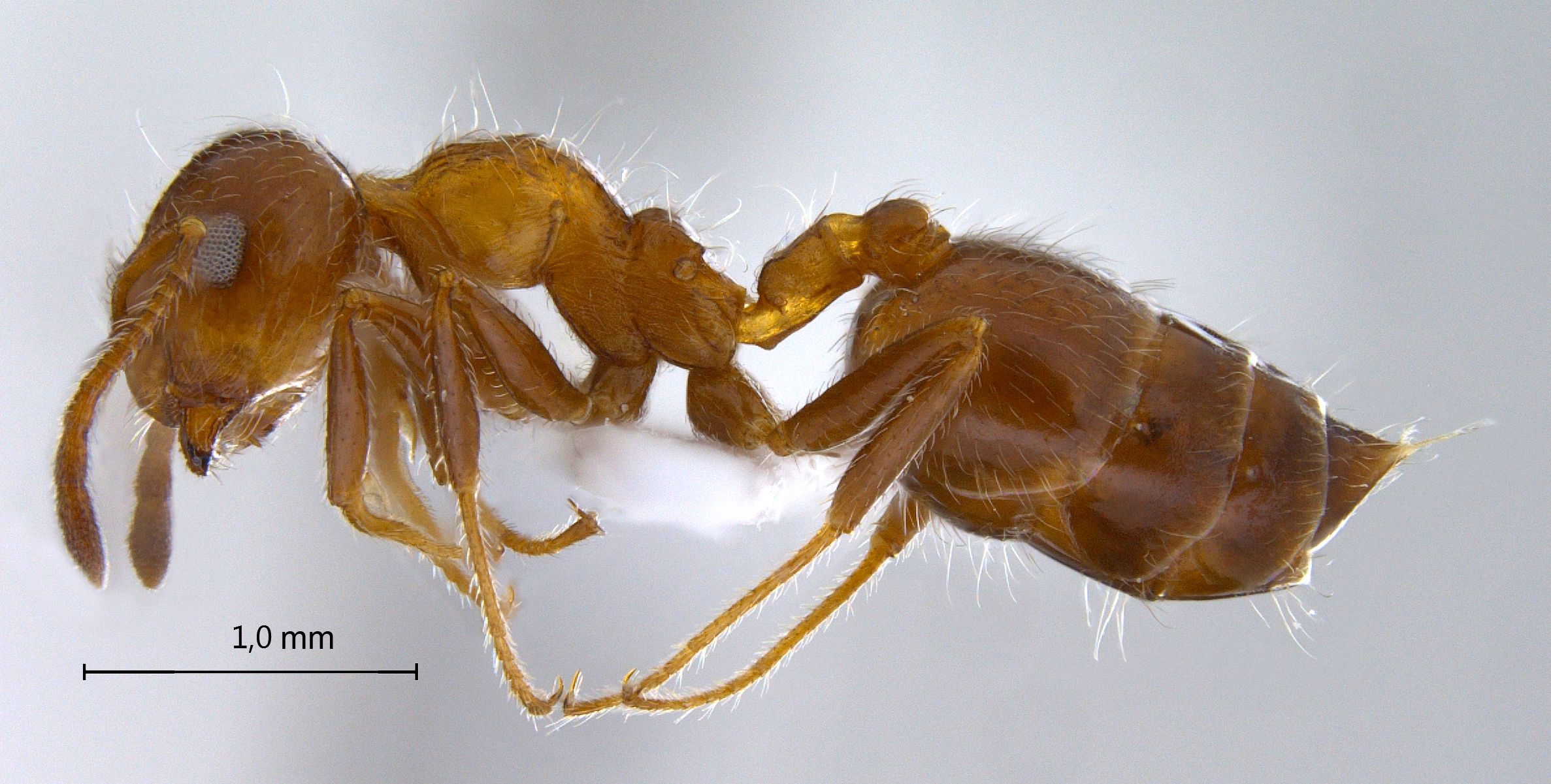 Foto Crematogaster subdentata Mayr, 1877 lateral