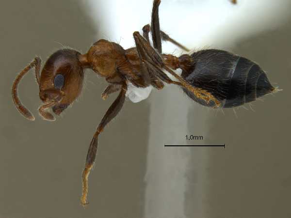 Crematogaster subdentata Mayr, 1877 lateral