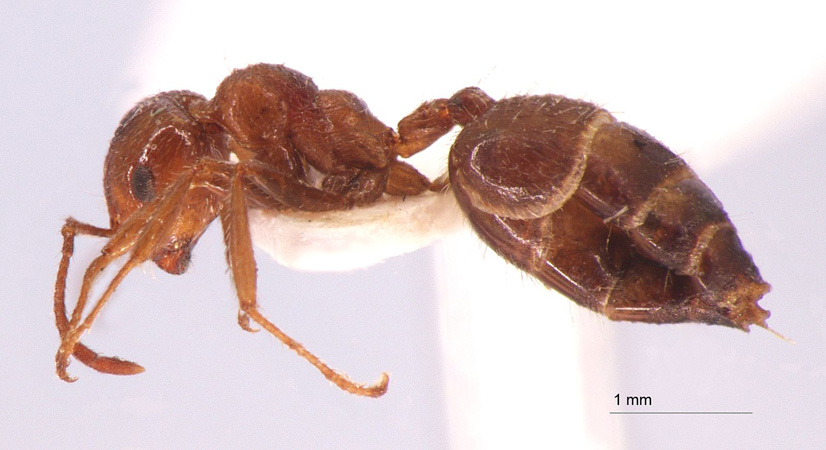 Crematogaster subdentata Mayr, 1877 lateral