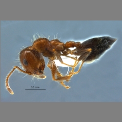 Crematogaster subdentata Mayr, 1877 lateral