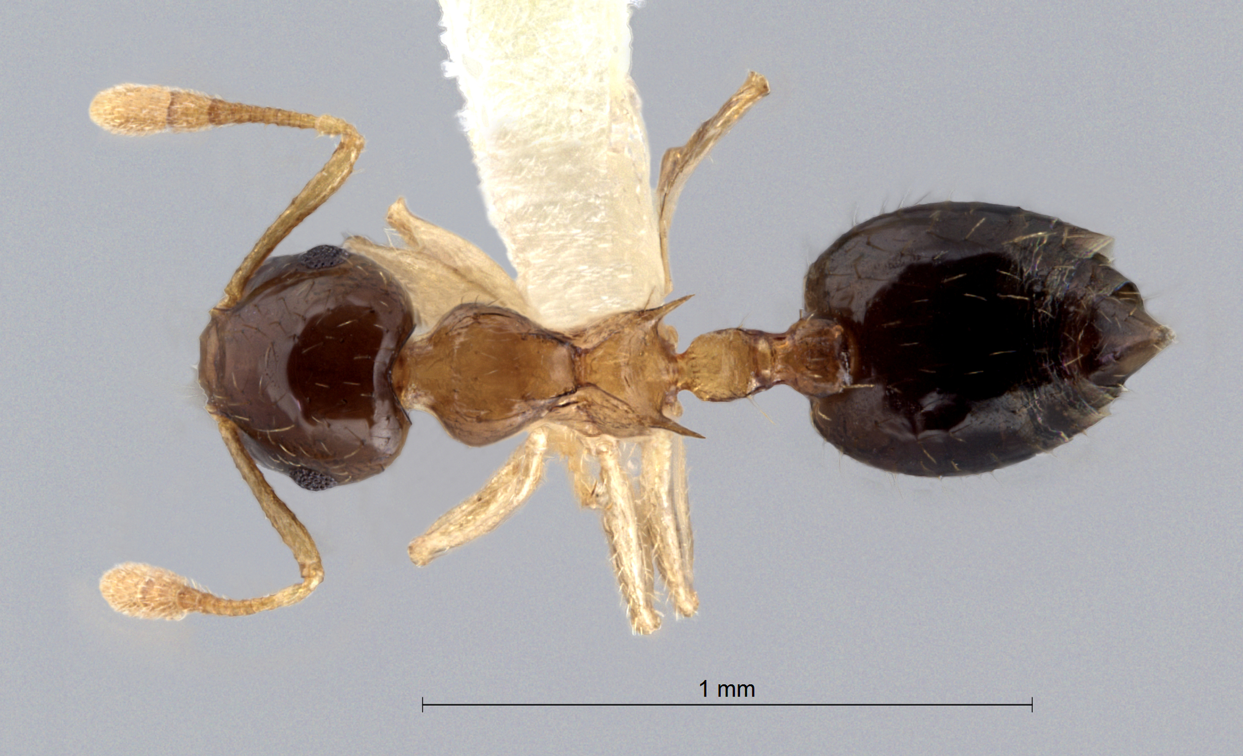 Foto Crematogaster sundalandensis Hosoishi & Ogata, 2016 dorsal