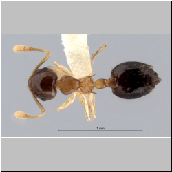 Crematogaster sundalandensis Hosoishi & Ogata, 2016 dorsal