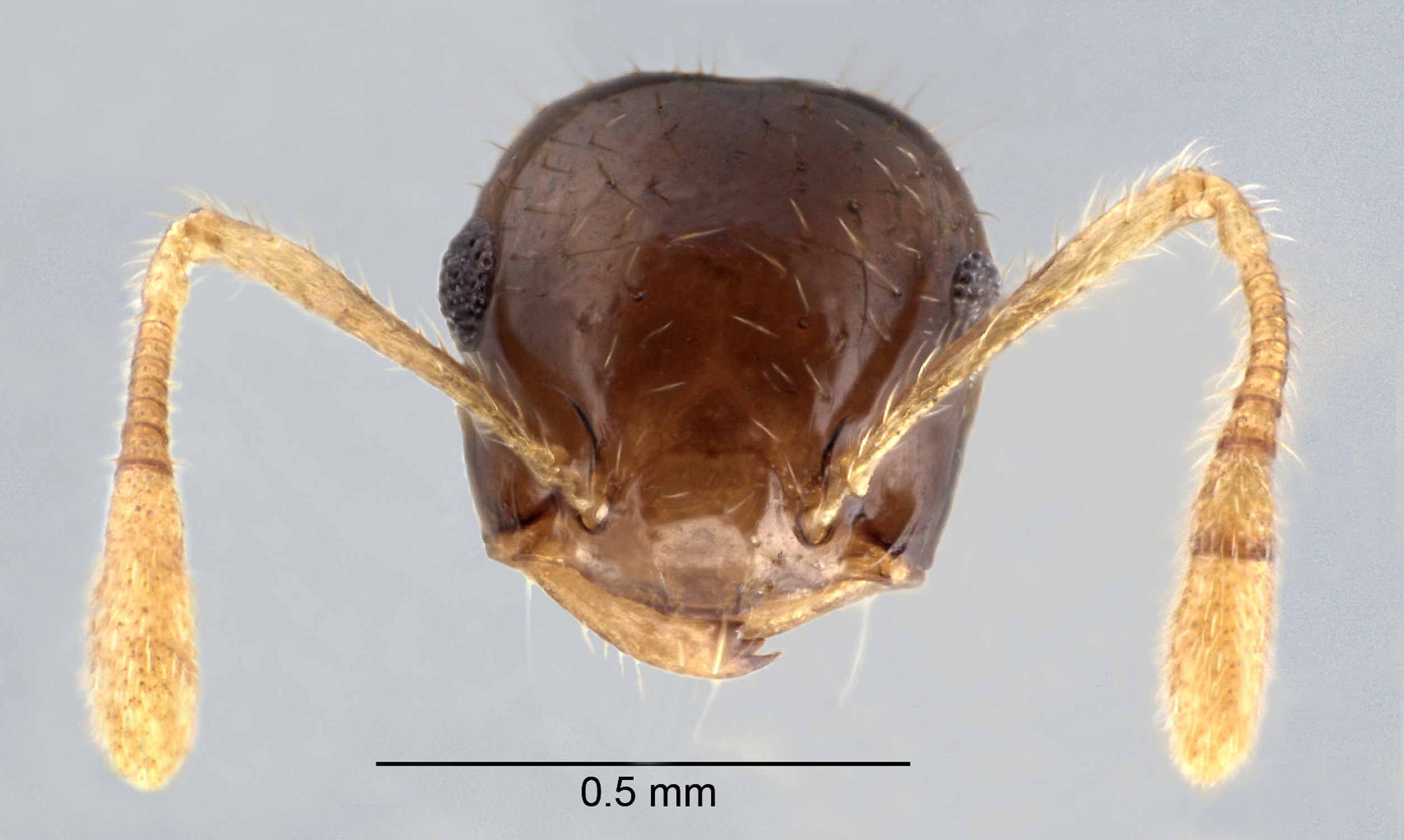 Foto Crematogaster sundalandensis Hosoishi & Ogata, 2016 frontal