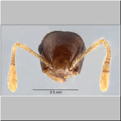 Crematogaster sundalandensis Hosoishi & Ogata, 2016 frontal