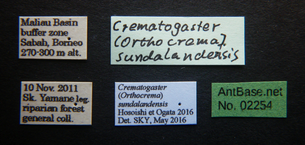 Crematogaster sundalandensis Hosoishi & Ogata, 2016 Label