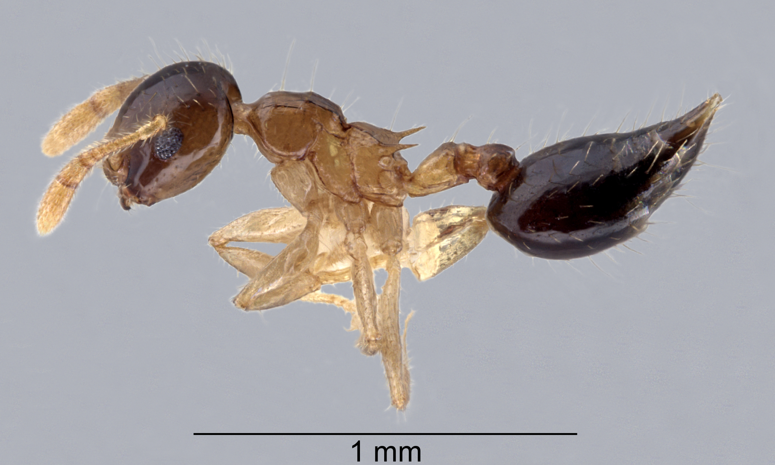 Foto Crematogaster sundalandensis Hosoishi & Ogata, 2016 lateral