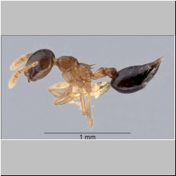 Crematogaster sundalandensis Hosoishi & Ogata, 2016 lateral