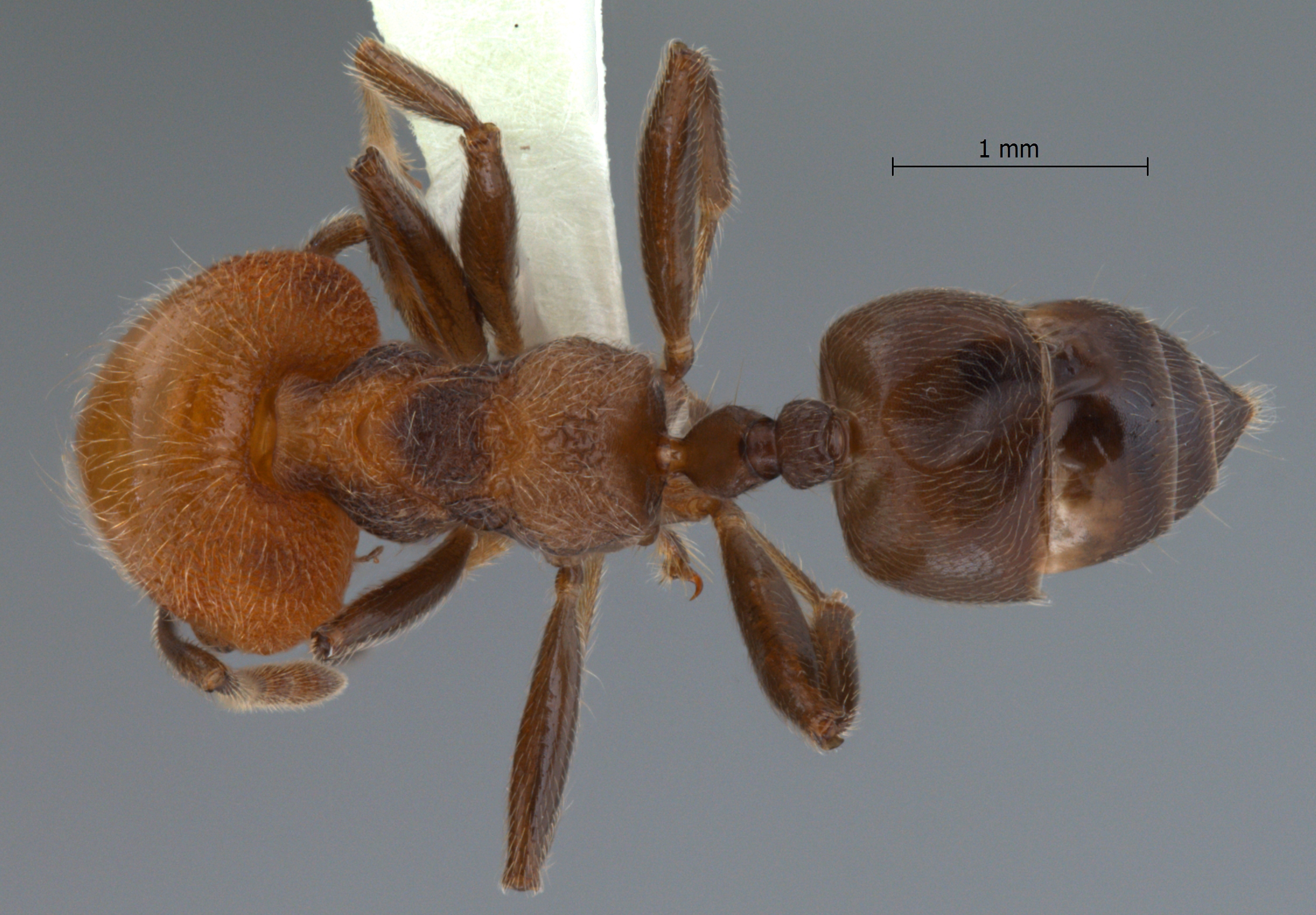 Foto Crematogaster tanakai Hosoishi & Ogata, 2009 dorsal