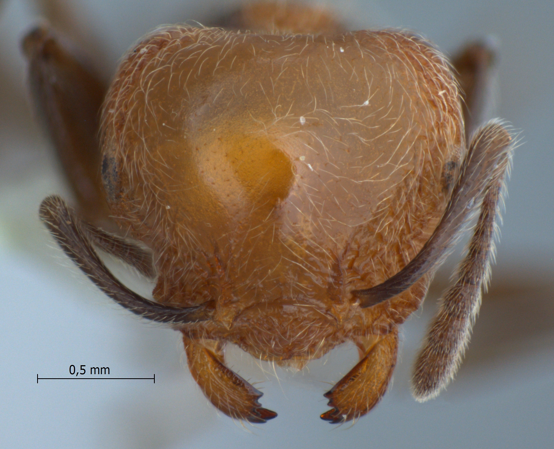 Foto Crematogaster tanakai Hosoishi & Ogata, 2009 frontal