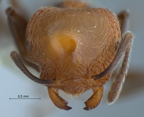 Crematogaster tanakai Hosoishi & Ogata, 2009 frontal