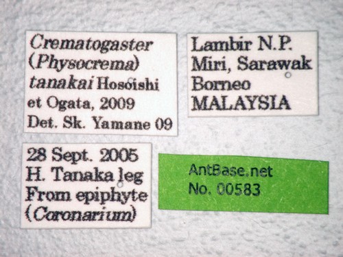 Crematogaster tanakai Hosoishi & Ogata, 2009 Label