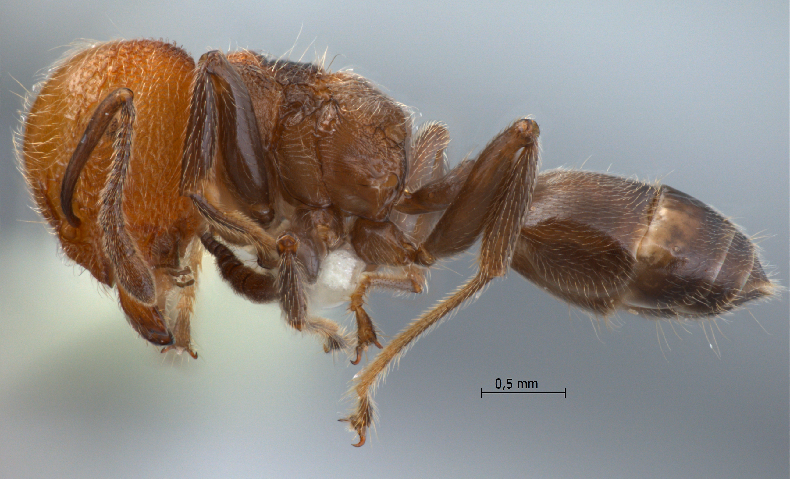 Foto Crematogaster tanakai Hosoishi & Ogata, 2009 lateral