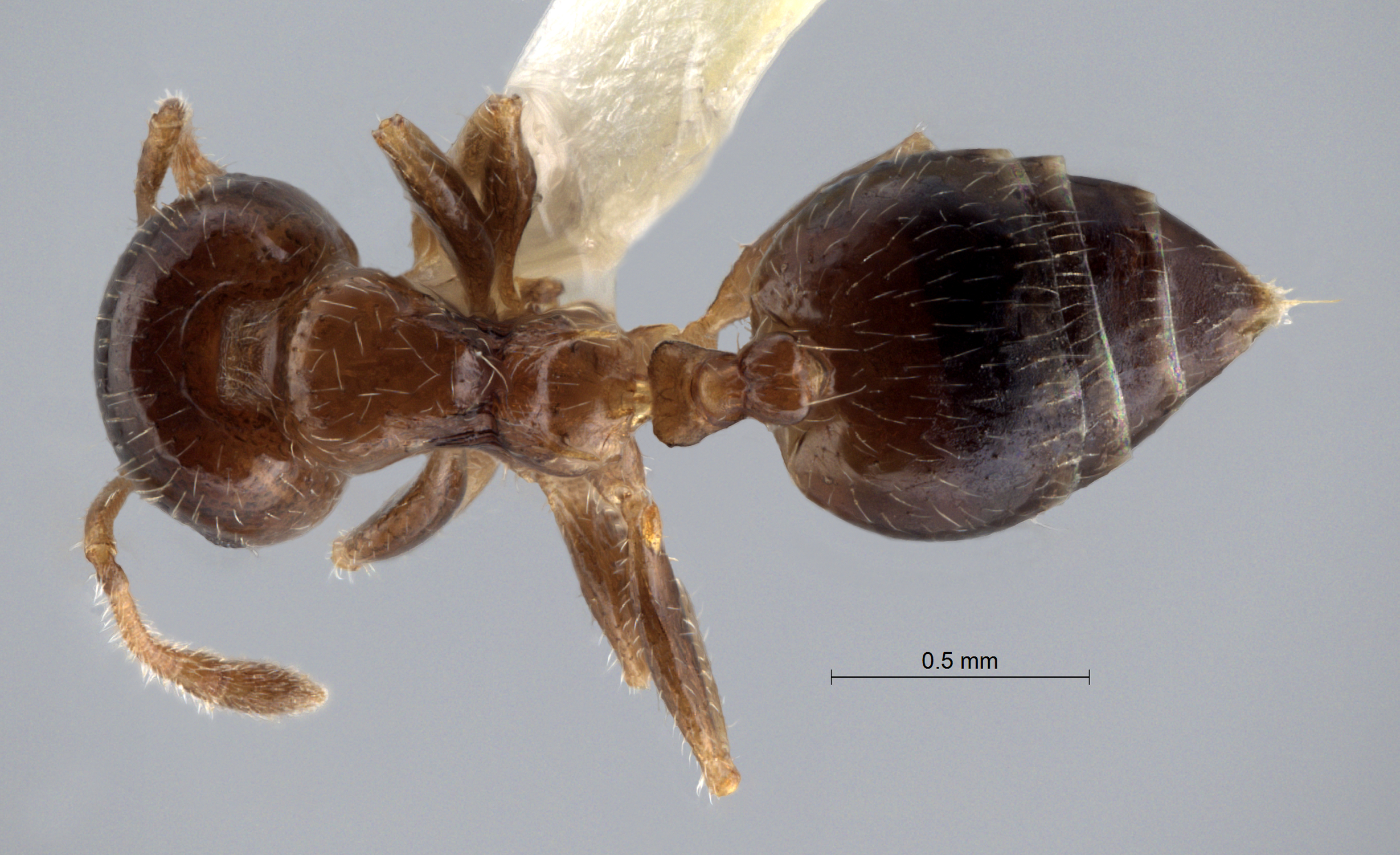 Foto Crematogaster treubi Emery, 1896 dorsal