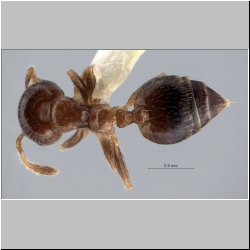 Crematogaster treubi Emery, 1896 dorsal