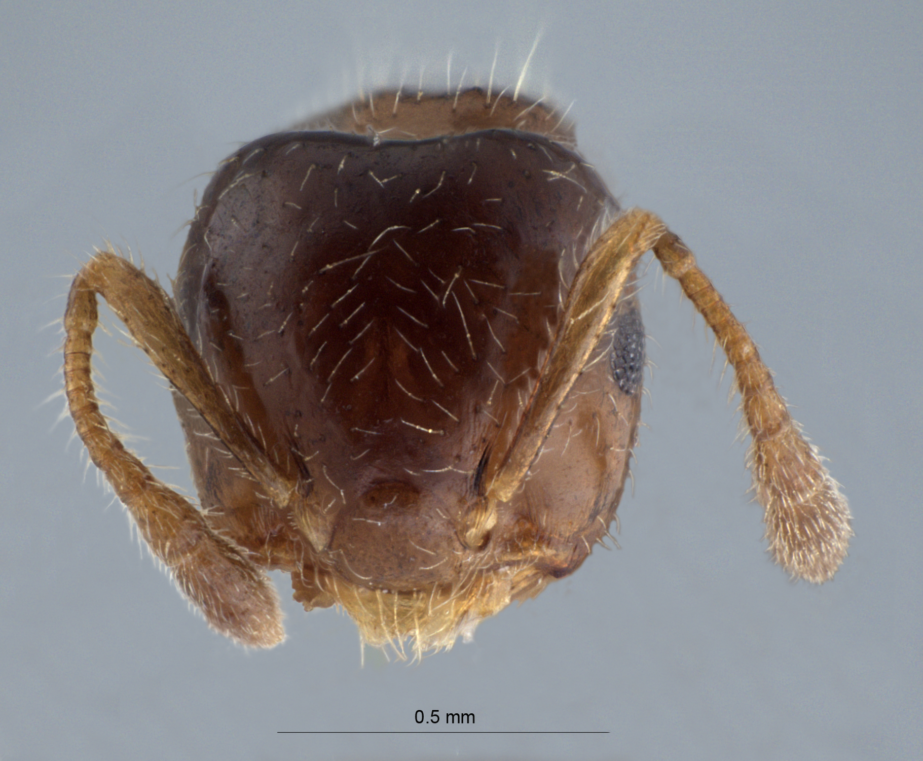 Foto Crematogaster treubi Emery, 1896 frontal