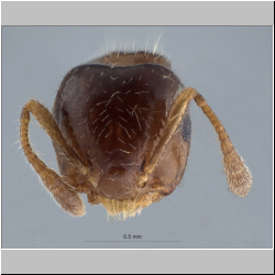 Crematogaster treubi Emery, 1896 frontal