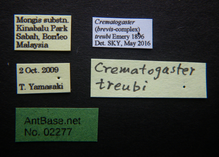 Crematogaster treubi Emery, 1896 Label