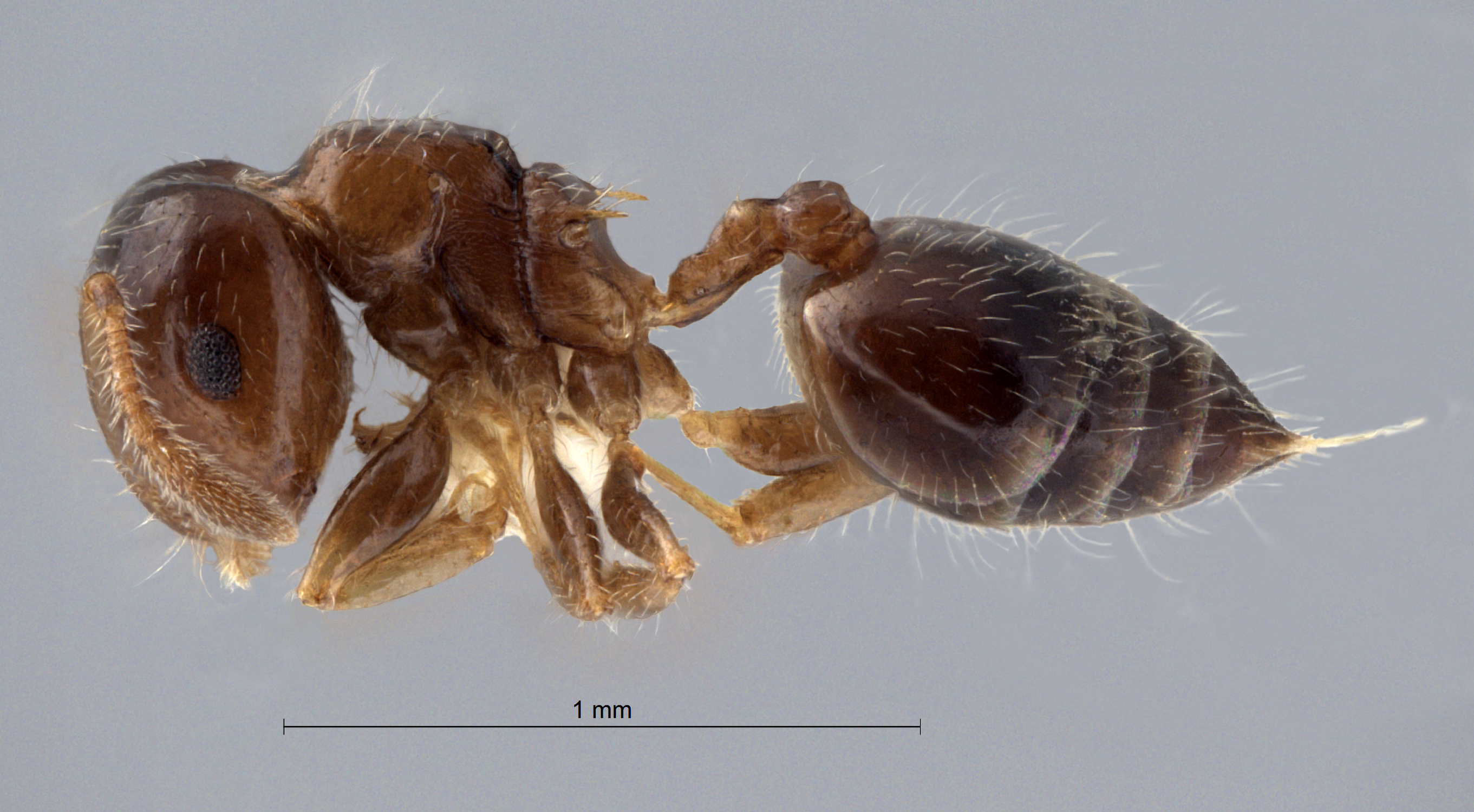 Foto Crematogaster treubi Emery, 1896 lateral