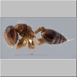 Crematogaster treubi Emery, 1896 lateral