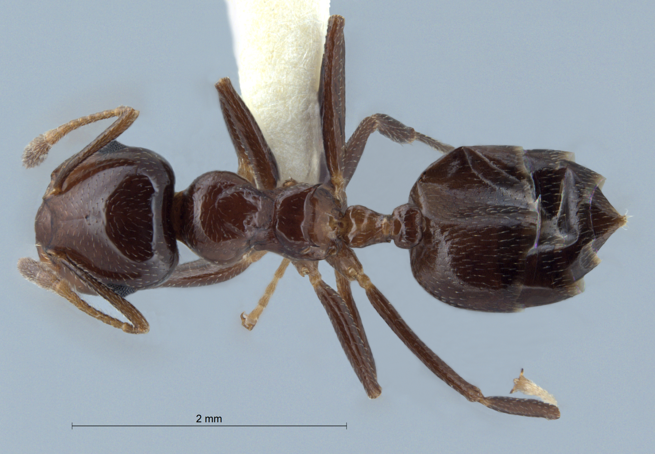 Foto Crematogaster tumidula Emery, 1900 dorsal