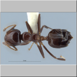 Crematogaster tumidula Emery, 1900 dorsal