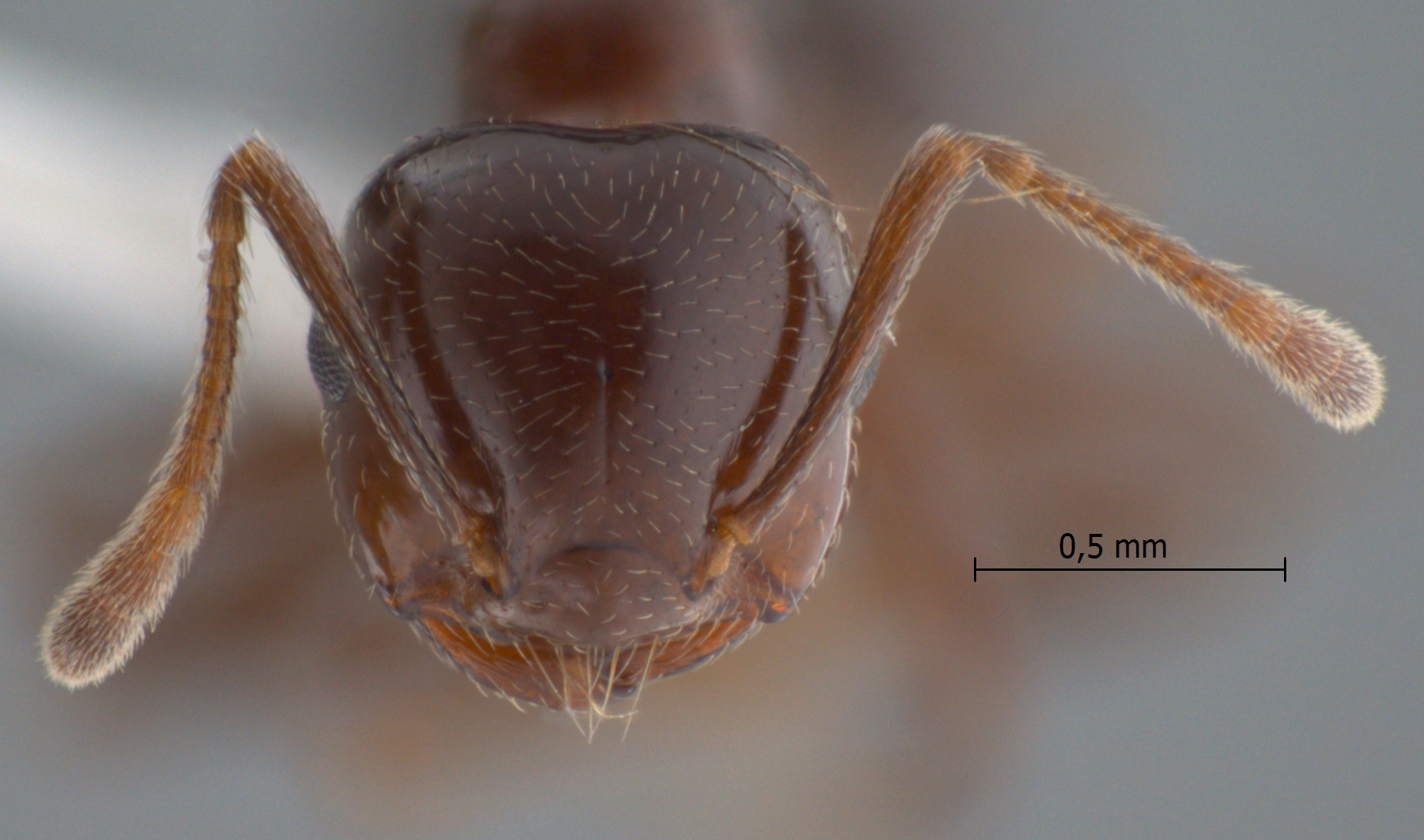 Foto Crematogaster tumidula Emery, 1900 frontal