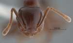 Crematogaster tumidula Emery, 1900 frontal