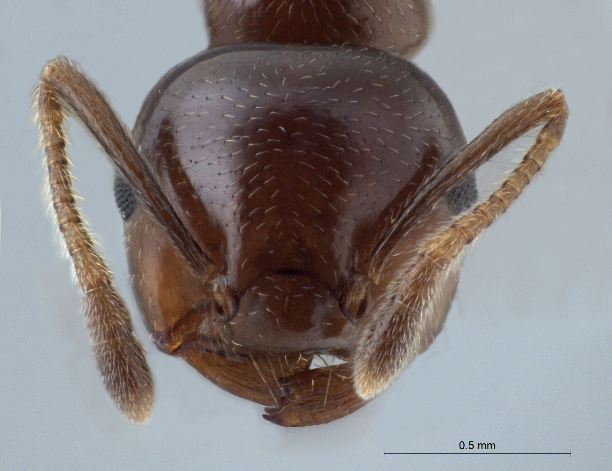 Foto Crematogaster tumidula Emery, 1900 frontal