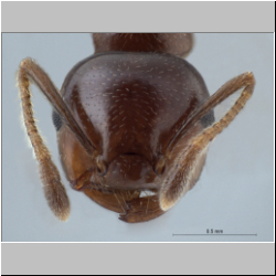 Crematogaster tumidula Emery, 1900 frontal