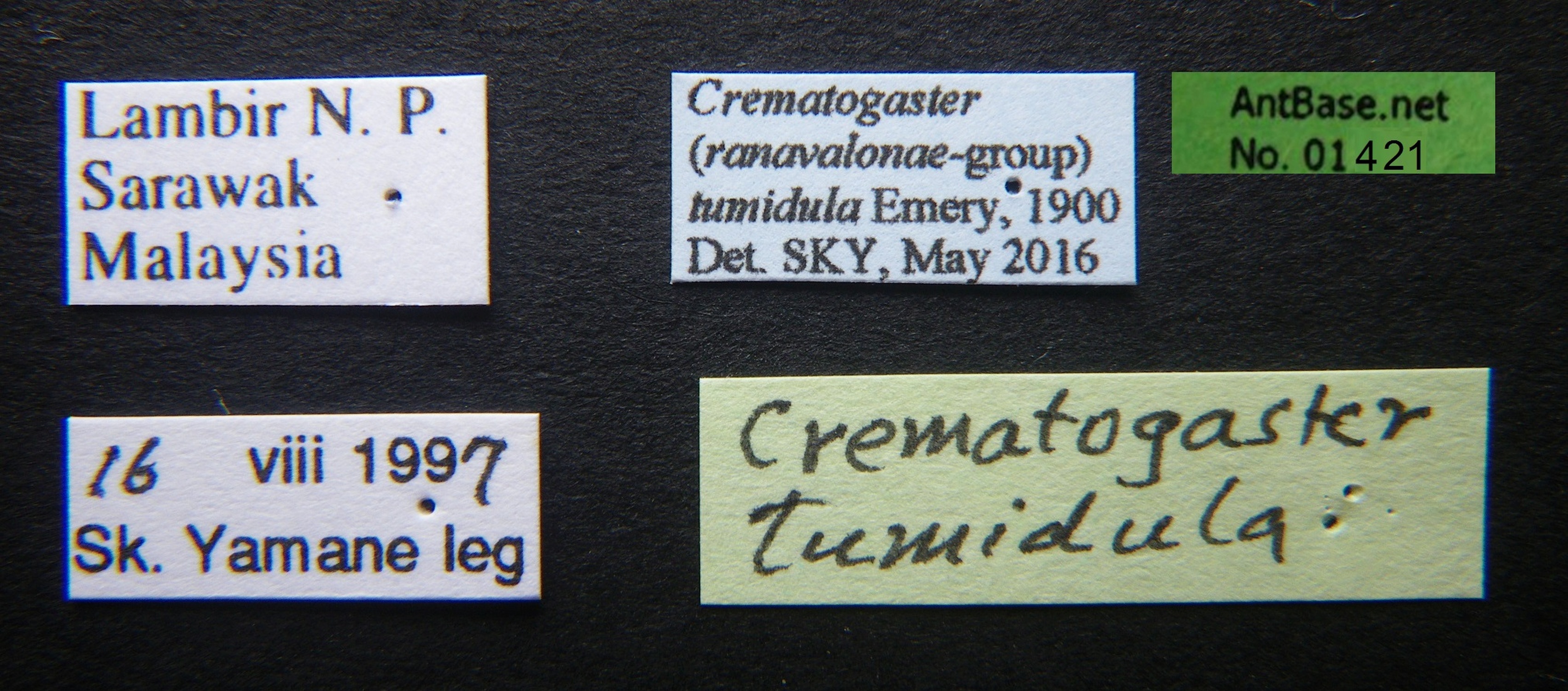 Foto Crematogaster tumidula Emery, 1900 Label