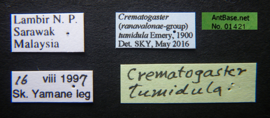 Crematogaster tumidula Emery, 1900 Label