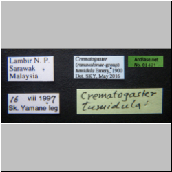 Crematogaster tumidula Emery, 1900 Label