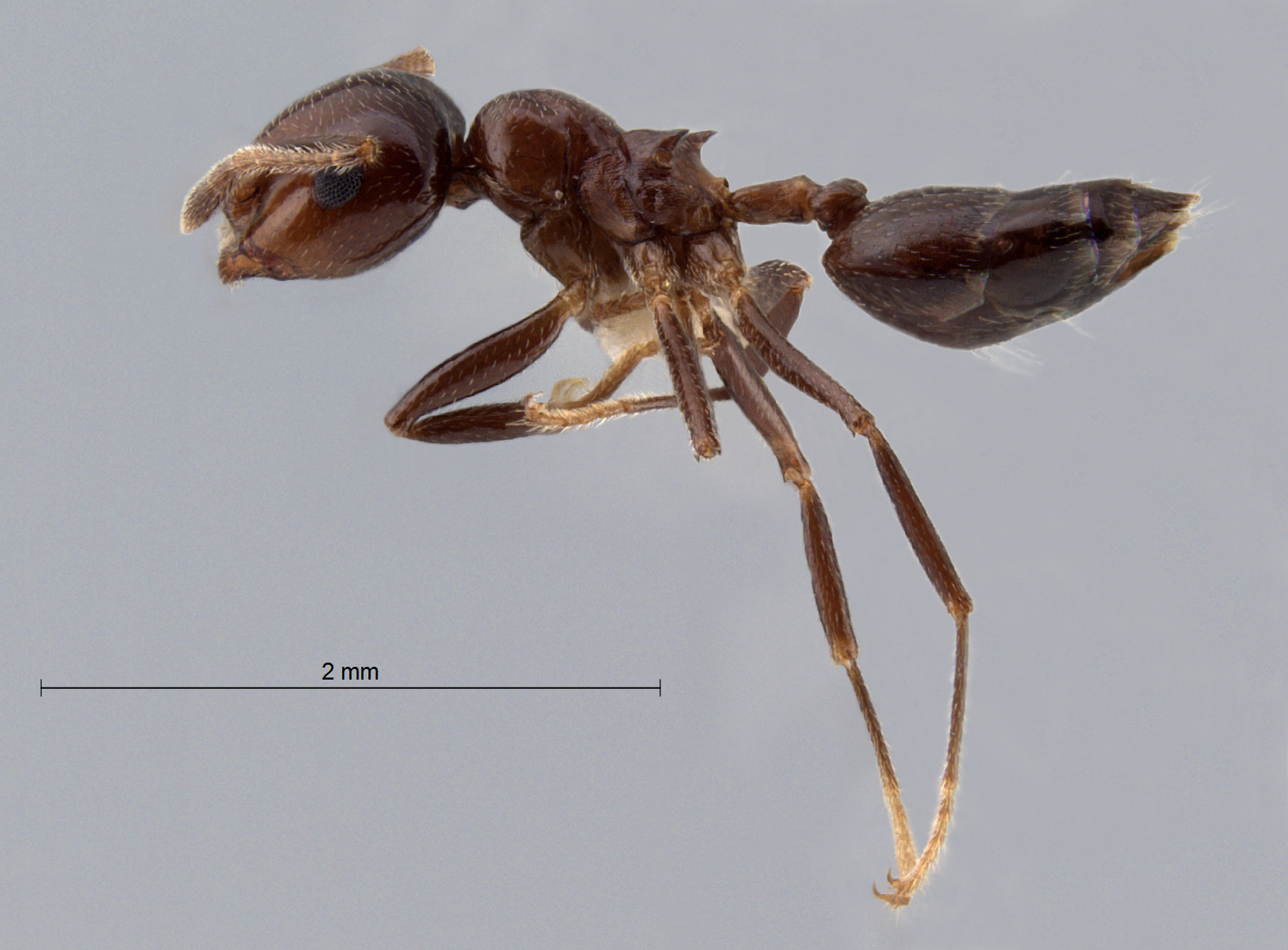 Foto Crematogaster tumidula Emery, 1900 lateral