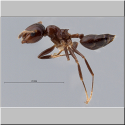 Crematogaster tumidula Emery, 1900 lateral