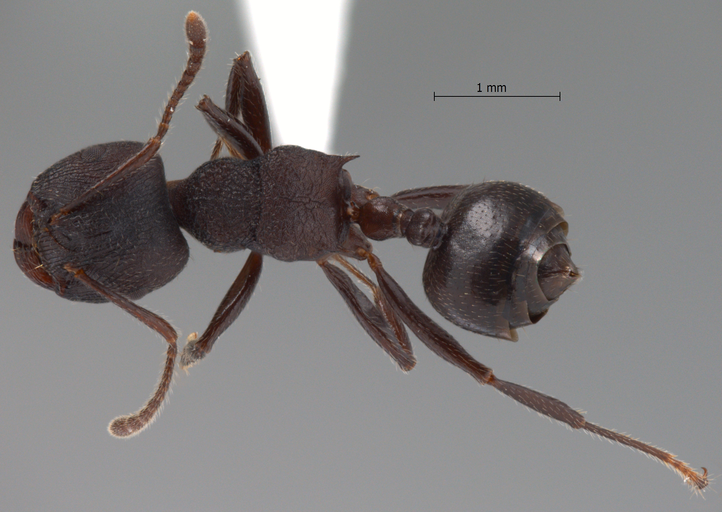 Foto Crematogaster vacca Forel, 1911 dorsal