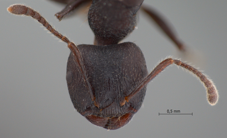 Crematogaster vacca Forel, 1911 frontal