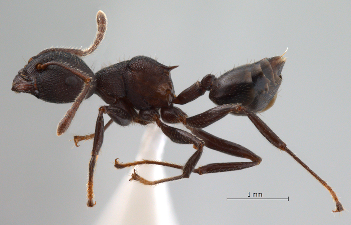 Crematogaster vacca Forel, 1911 lateral