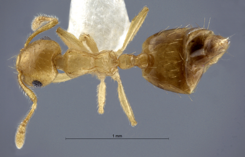 Crematogaster vieti Hosoishi & Ogata, 2016 dorsal