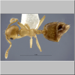 Crematogaster vieti Hosoishi & Ogata, 2016 dorsal