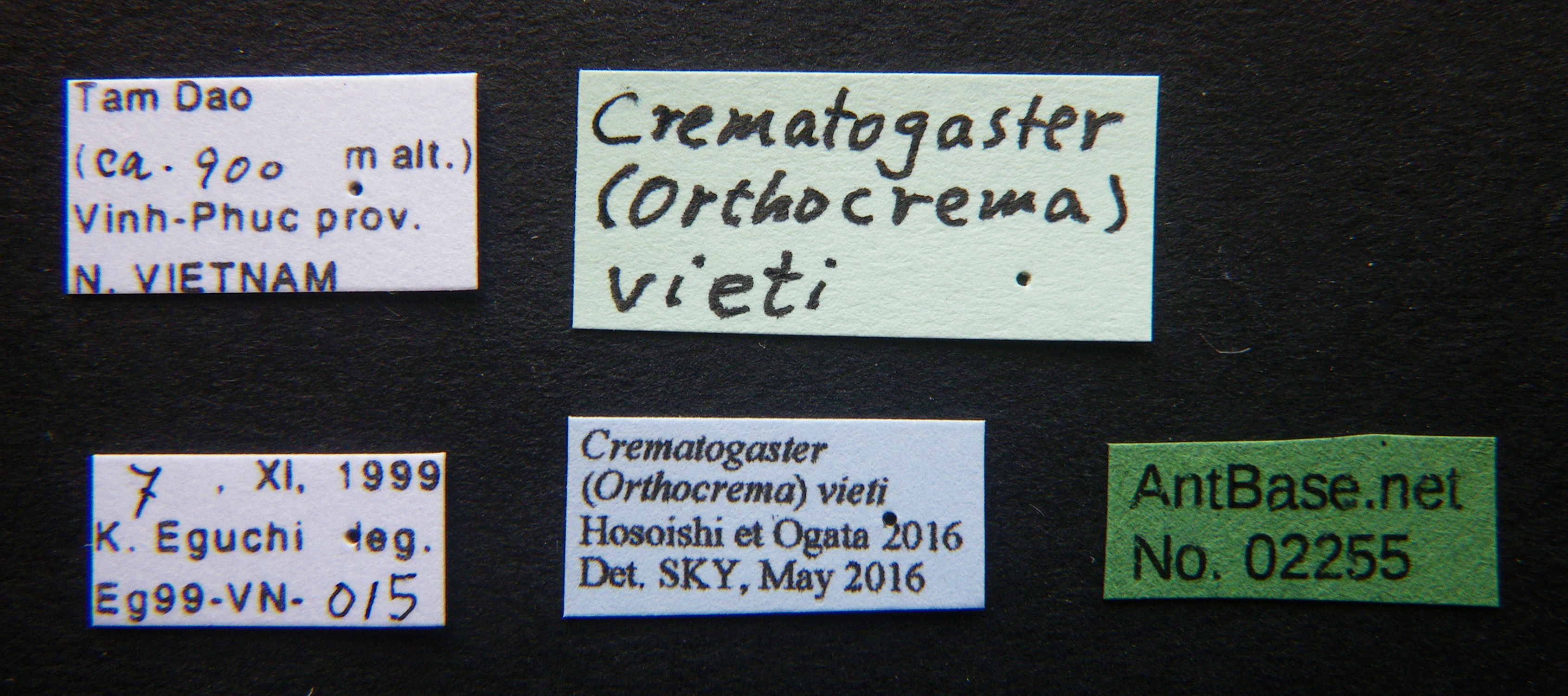 Foto Crematogaster vieti Hosoishi & Ogata, 2016 Label