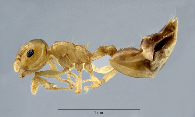 Crematogaster vieti Hosoishi & Ogata, 2016 lateral